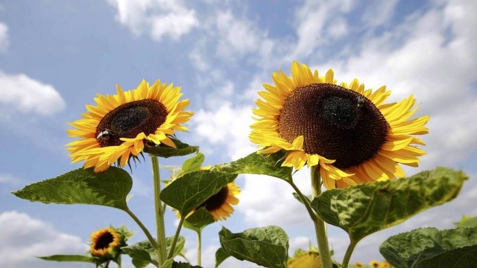 colza et tournesol