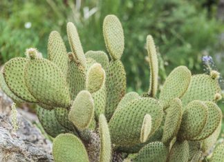 Agriculture : La région Guelmim-Oued Noun mise gros sur le cactus