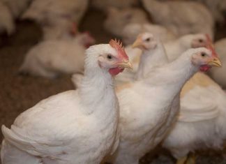 La France ne va pas interdire l’abattage halal des volailles