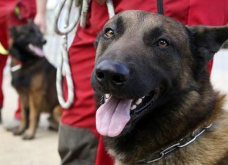 Le Rwanda fait appel à des chiens renifleurs pour détecter les cas de Covid