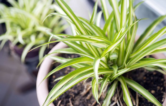 plante