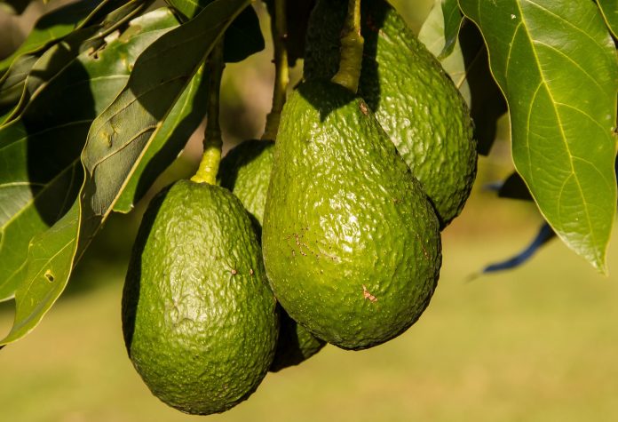 avocat 2