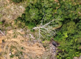 Les dirigeants de plus de 100 pays signent un accord historique pour protéger les forêts
