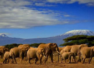 Le Kenya sacré meilleure destination de safari au monde
