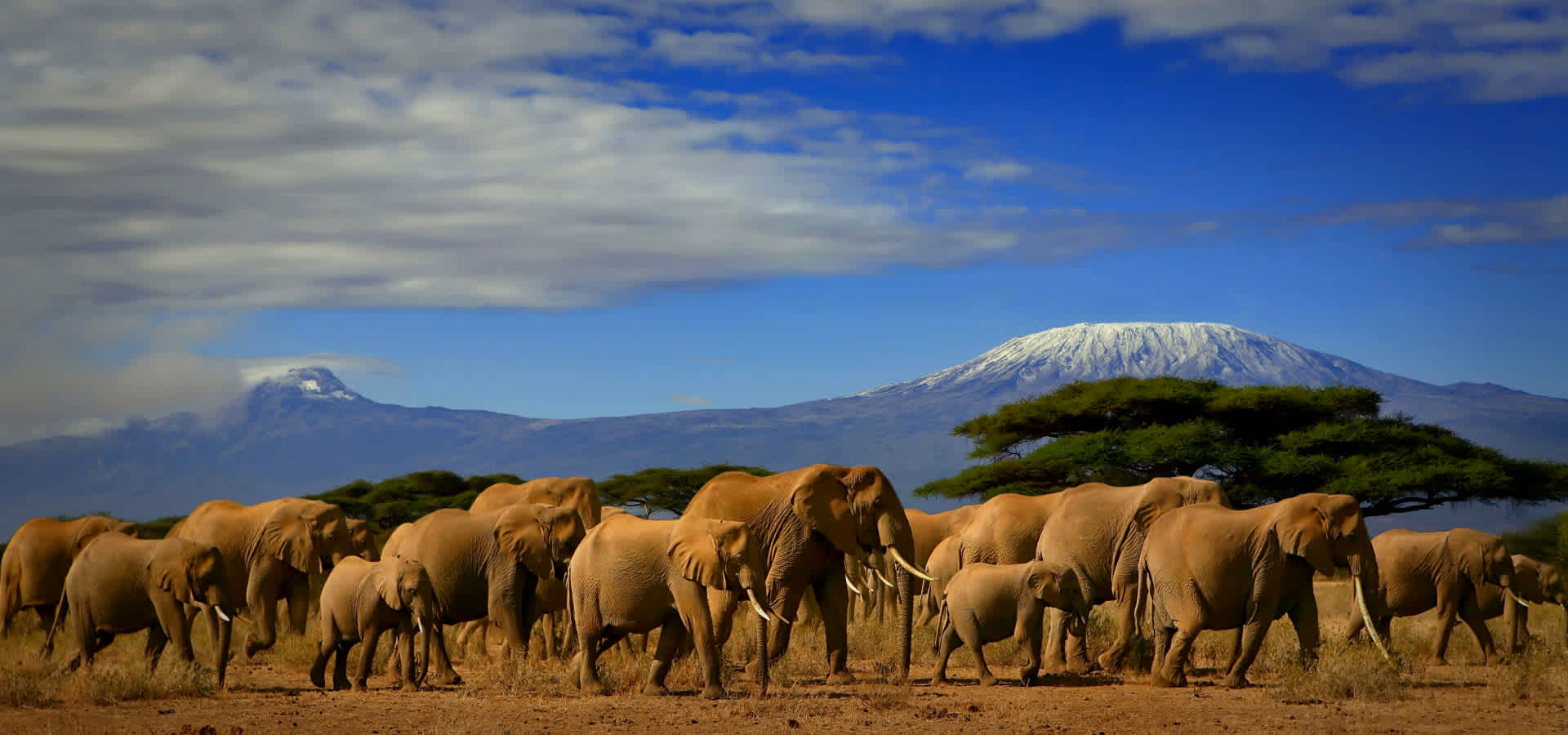topo safaris kenya