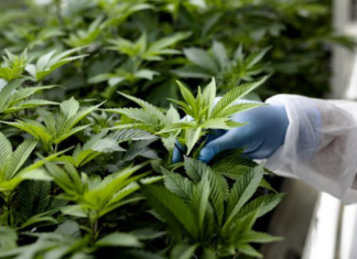 Import et export du cannabis et ses produits. Que dit la nouvelle circulaire des Douanes ?