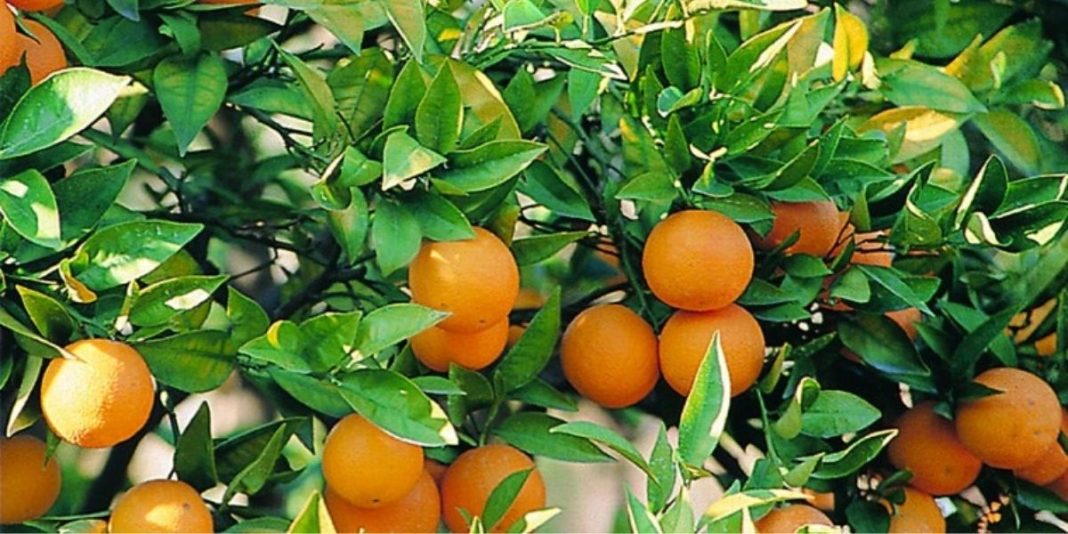Agrumes-