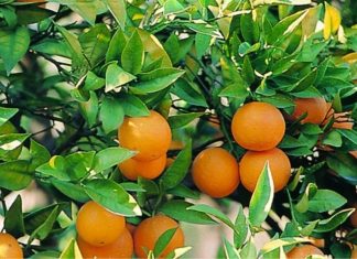 Agrumiculture. Le « dragon jaune », cette épidémie dévastatrice qui guette la Méditerranée
