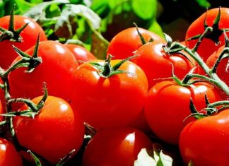 Tomate. De bonnes nouvelles tout droit venues de Souss-Massa