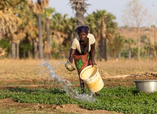 Agriculture. L’Afrique perd 30% de sa production