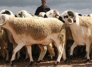 Aïd Al-Adha : l’offre est à 2,25 millions de têtes