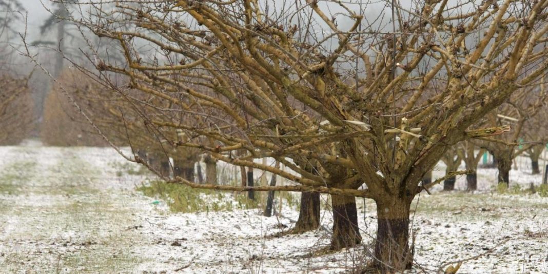 VAGUE DE FROID