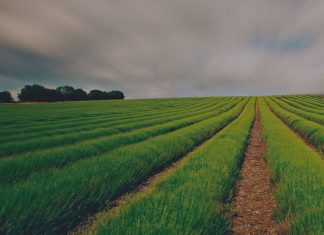 Secteur primaire: 7 régions créent 82,4% de la valeur ajoutée en 2022
