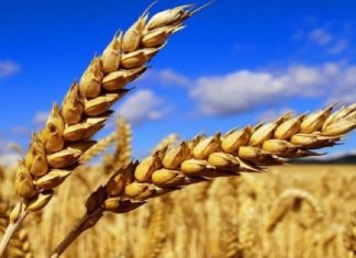 Blé. Le Maroc au top des importateurs auprès de l’Europe