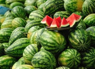 Pastèques. Le Maroc s’impose en tant que deuxième exportateur en Europe