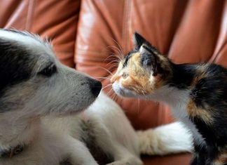 Maladies contagieuses. Des dispositions légales pour mieux protéger les animaux domestiques