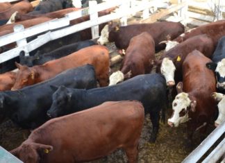 Bovins d’abattage. Le Port de Jorf Lasfar reçoit la plus grande cargaison arrivée du Brésil
