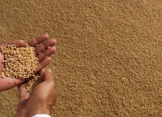 Céréales. De nouvelles variétés plus tolérantes à la sécheresse développés au Maroc
