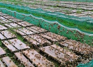 Culture de l’escargot. Dans le pipe, un pôle scientifique et industriel à Marrakech