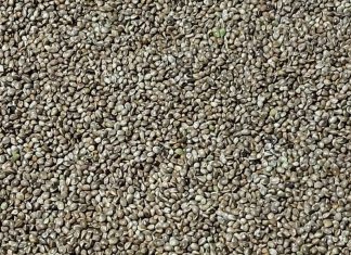 Transformation du cannabis. La première usine dédiée au Maroc est sur les rails