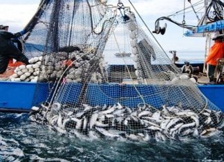 Pêche. Les débarquements en hausse en février