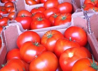 La tomate marocaine à la conquête du marché polonais