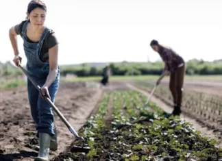 Genre et agriculture. L’élimination des disparités, salutaire pour le PIB mondial