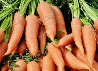 Exportations. La carotte marocaine a du succès en Afrique