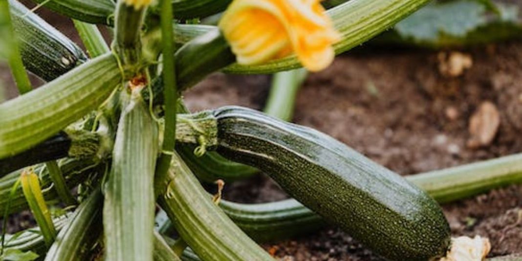 Courgettes Maroc