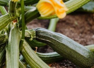 Courgettes. 13,85 millions d’euros d’exportations marocaines vers l’Espagne