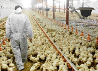 Grippe aviaire. Premier décès en Chine dû au H3N8