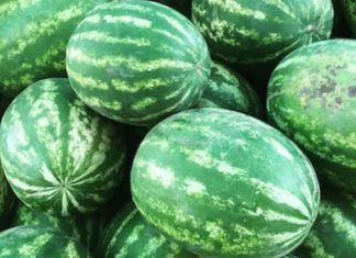 Pastèques. La production marocaine séduit en France