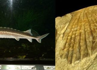 Paléontologie. Découverte d’un fossile d’esturgeon de 66 millions d’années au Maroc