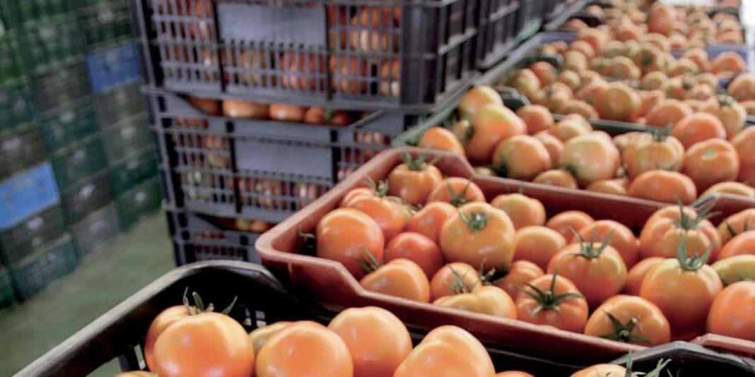 Tomates