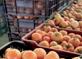 Tomates. Le « made in Morocco » séduit en Europe