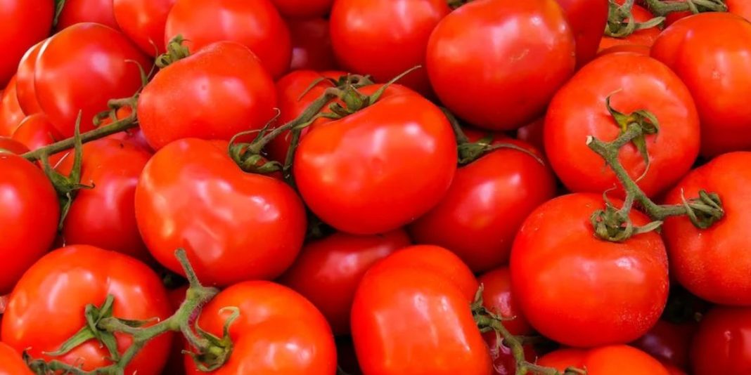 Tomates Maroc export