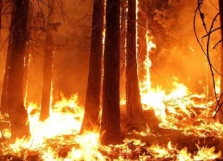 Incendies de forêts. La province d’Ifrane se prémunit