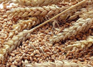ONICL. Le Maroc compte importer 25 millions de quintaux de blé tendre entre juillet et septembre