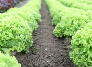 Laitue. La production marocaine bien croquante en Europe