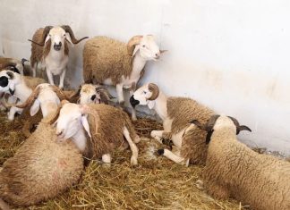 Aïd Al-Adha: près de 13% des ménages n’accomplissent pas le rituel du sacrifice