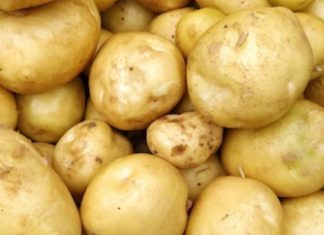 Pommes de terre. Record d’importations de semis au Maroc