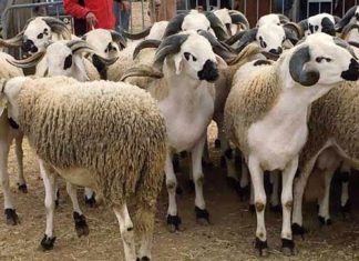 Aïd Al-Adha. L’ONSSA rassure sur la santé du cheptel national