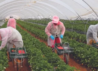 Huelva. 200 saisonnières marocaines formées à l’entrepreneuriat