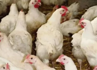 Grippe aviaire : le Maroc suspend ses importations de volaille brésilienne