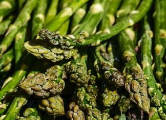 Asperges. Le Maroc a exporté 500 tonnes vers le marché européen