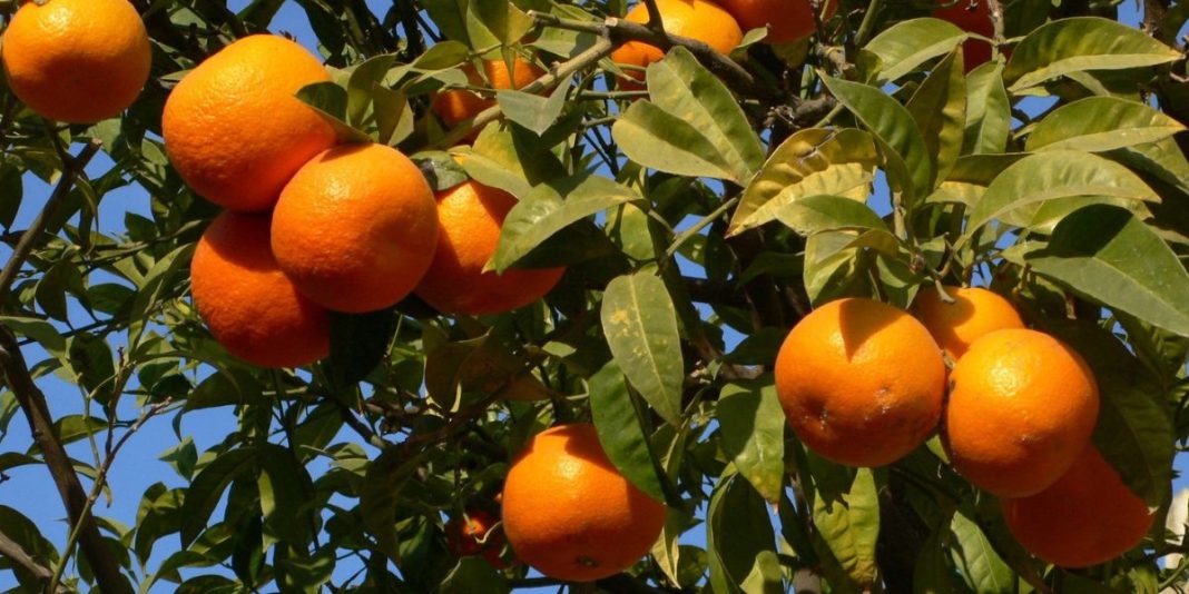 Mandarines