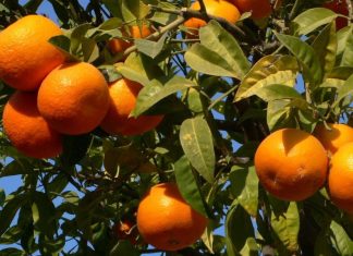Mandarines. Exportations juteuses pour le Maroc au Canada