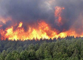 ANEF. 1.251 hectares affectés par des départs de feu au 10 juillet