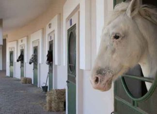 Haras national de Meknès. De nouvelles vocations en gestation