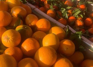 La saison s’annonce amère pour les agrumes